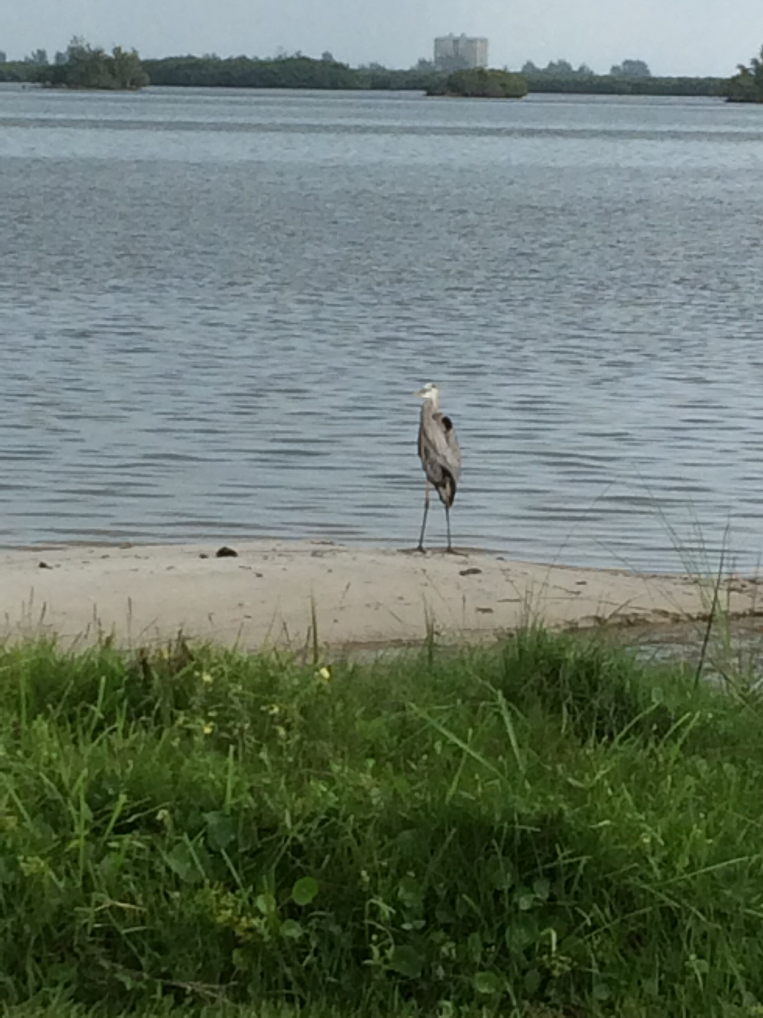 A bird on a sandy beach with a body of water in the background.