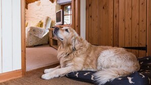 A golden retriever lying on a patterned cushion in a wooden room with a stone wall and a window. - Tregarland Farm (Looe)