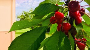 A cherry tree with ripe cherries and green leaves. - Jolie halte normande (Balines)