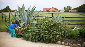 Uma pessoa cuidando de um jardim com diversas plantas e flores.