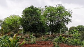 Ein Garten mit verschiedenen Pflanzen und Bäumen, einem Feldweg und einem kleinen Gebäude im Hintergrund.