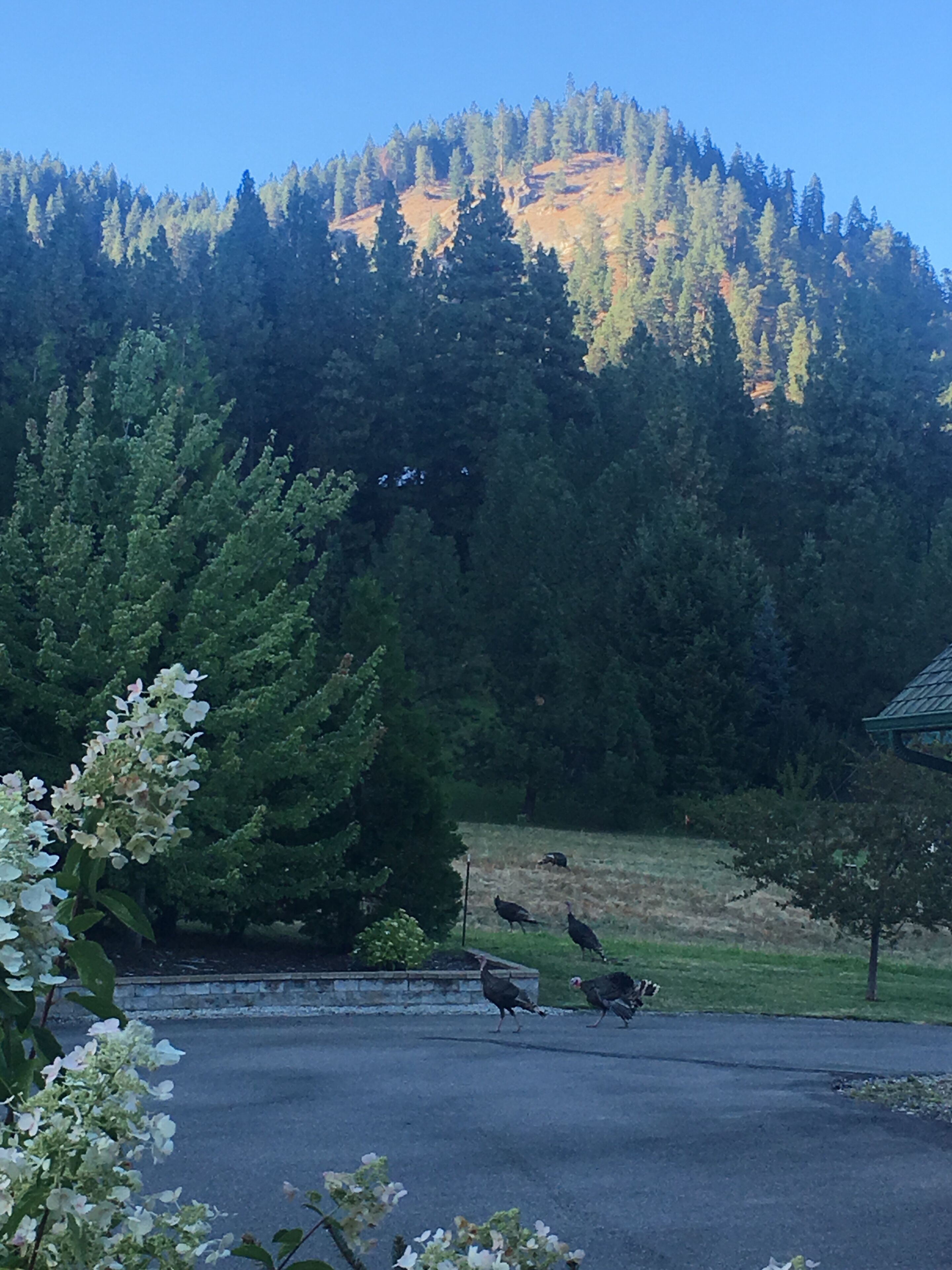 A parking lot with a view of a forested mountain in the background.