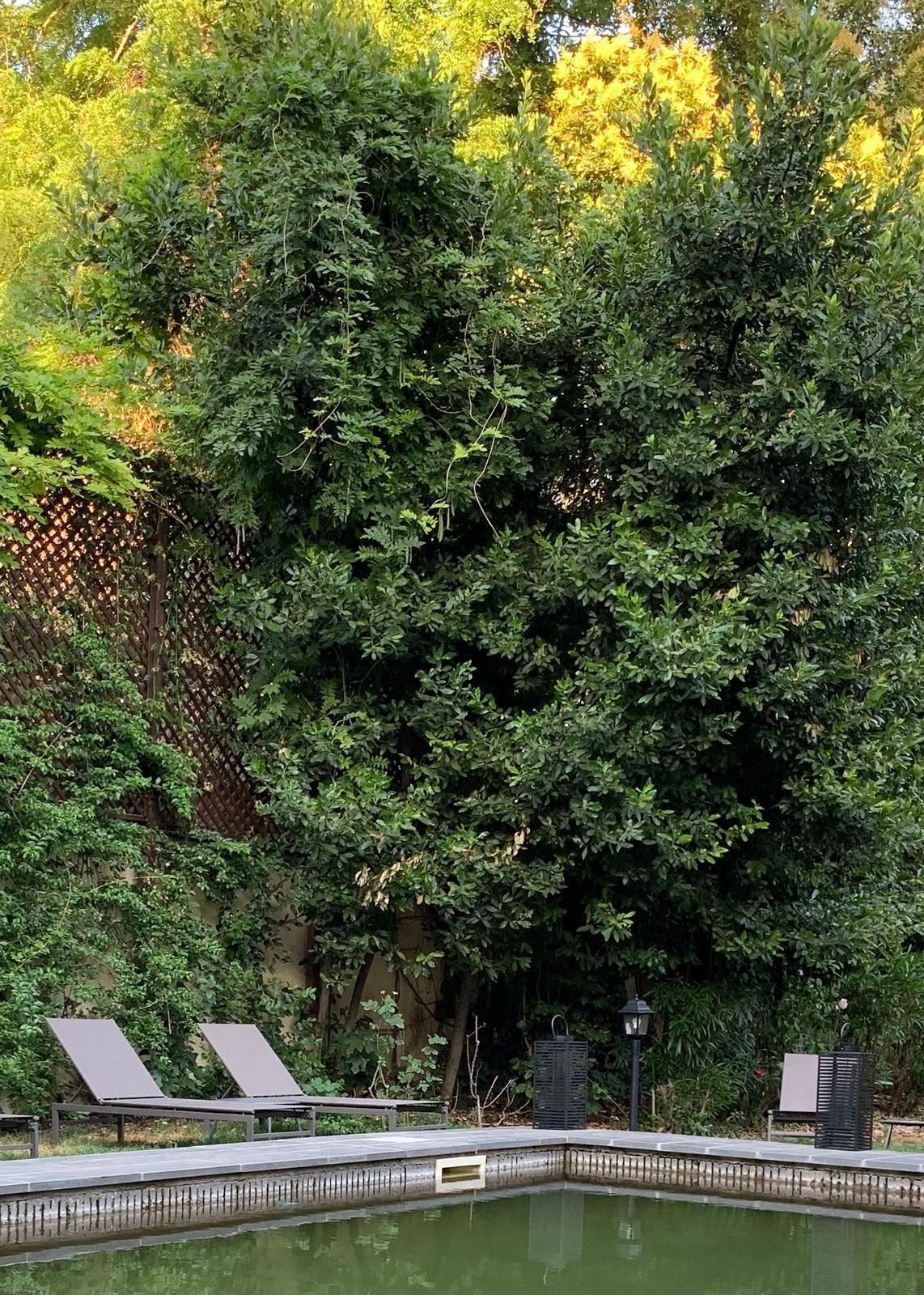 A pool area with lounge chairs and a fence.