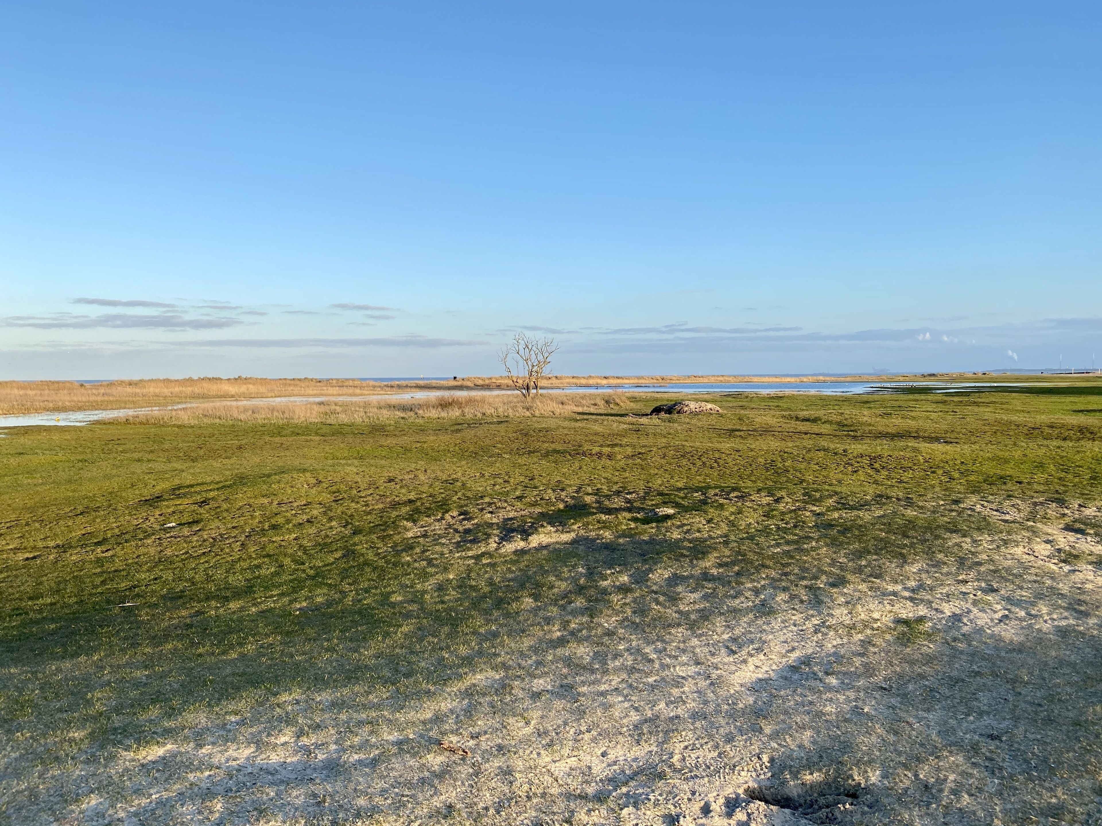 Eine weite, flache Landschaft mit einem kleinen Baum und einem Gewässer im Hintergrund.