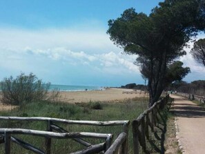Un sentier bordant la plage, avec une clôture en bois, une plage de sable et un grand arbre.