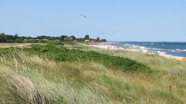 A coastal beach with grassy dunes, a clear sky, and a distant shoreline with buildings.