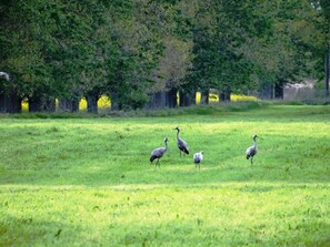 Unclassified image, 4 of 15, button - Double room Deluxe - Hotel & Restaurant Am Peenetal (Liepen)