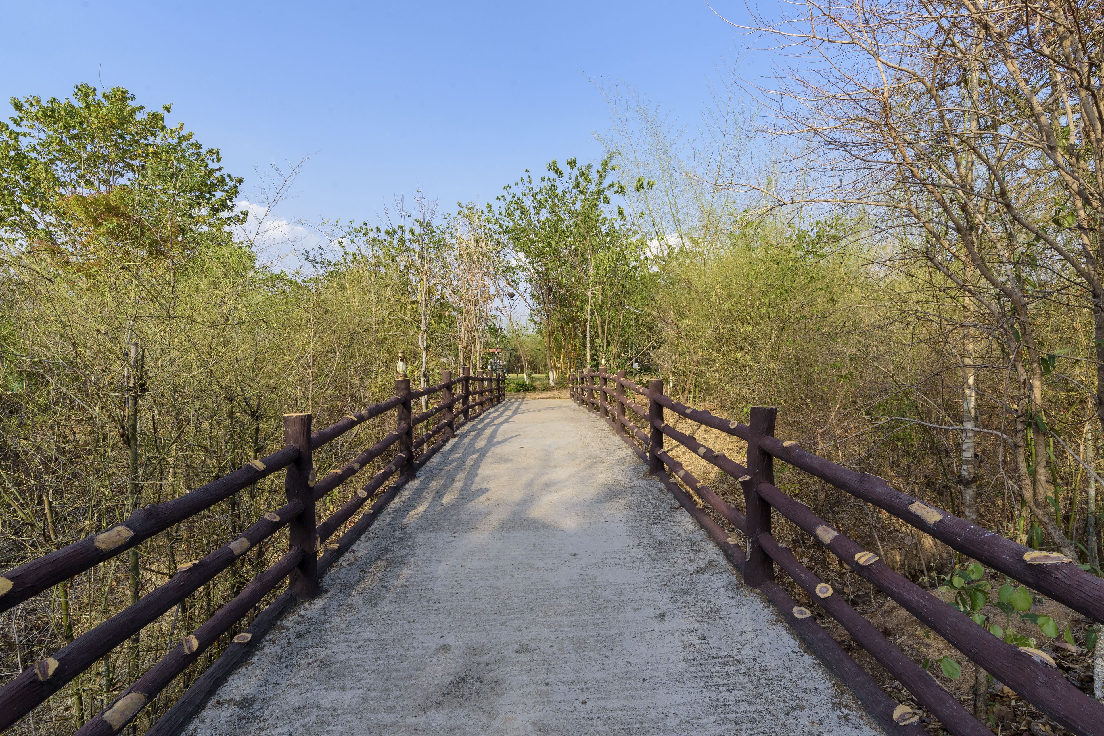 A wooden bridge with railings, surrounded by trees and vegetation.