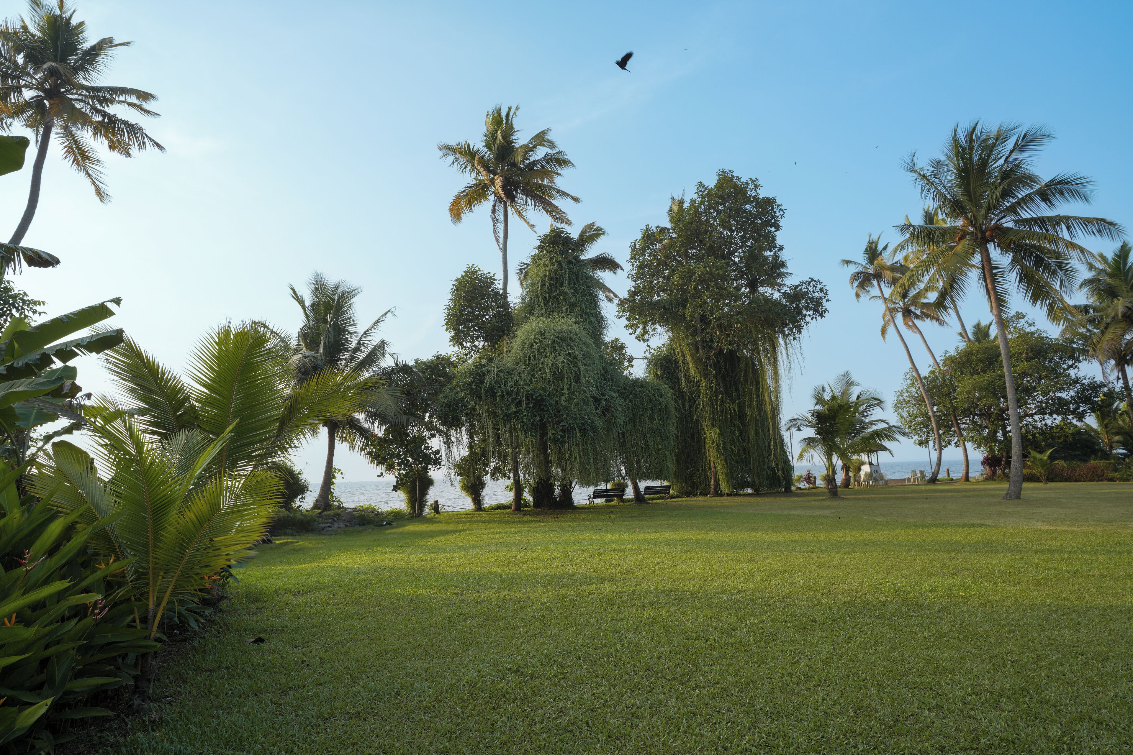 A grassy area with palm trees and a bench.