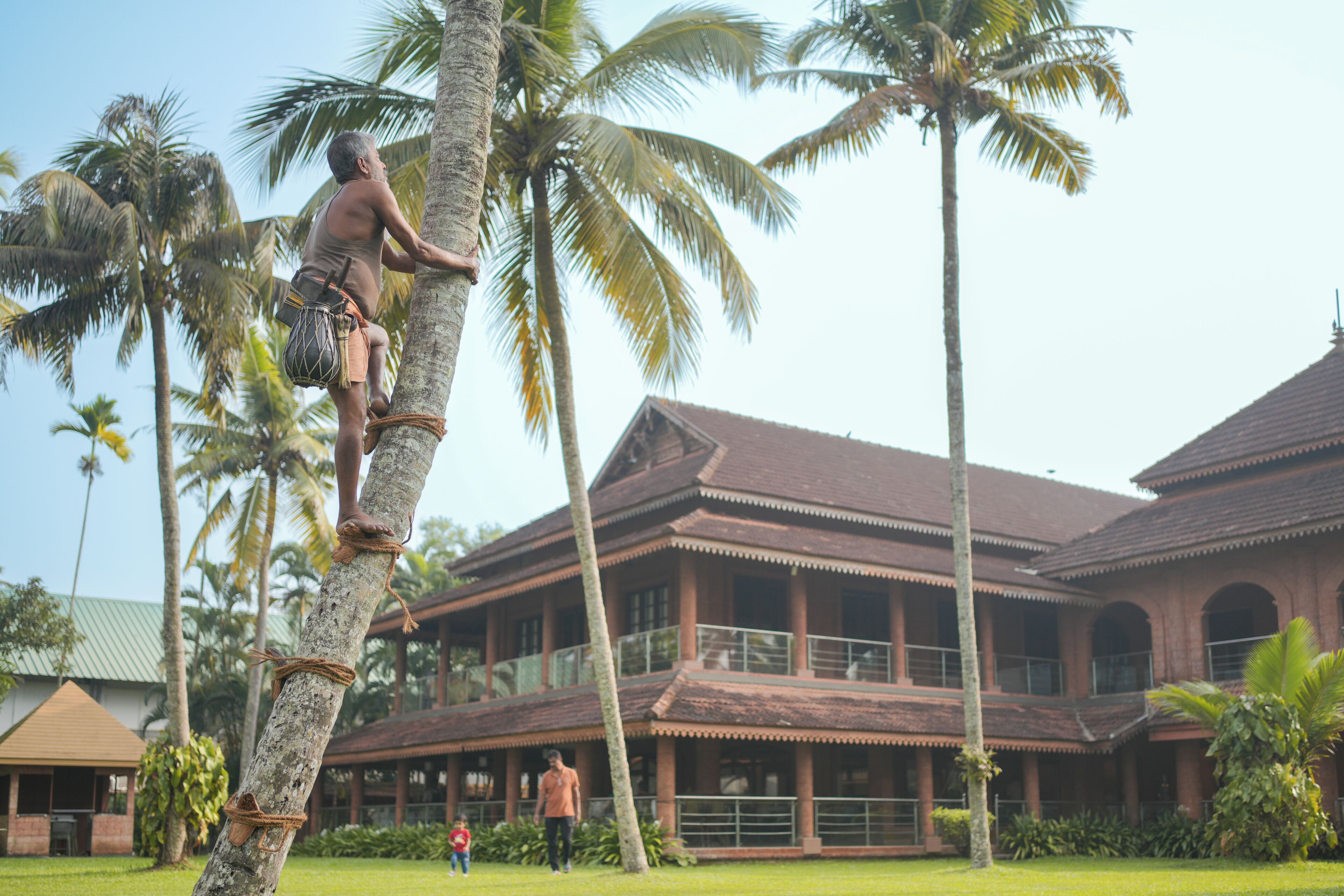 A man climbing a palm tree in front of a large, traditional building with multiple balconies and a green roof.