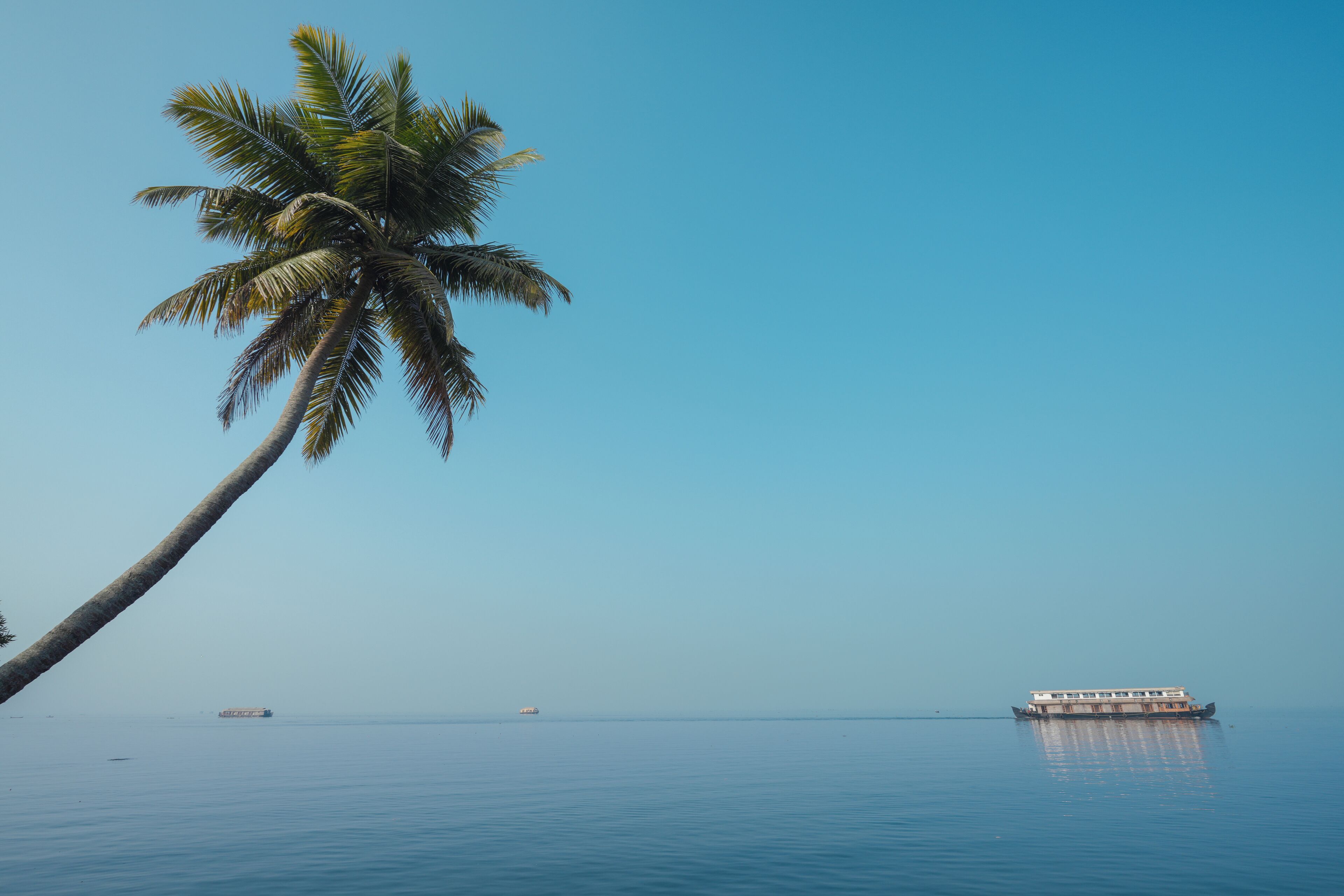 A calm sea with a boat and a palm tree.