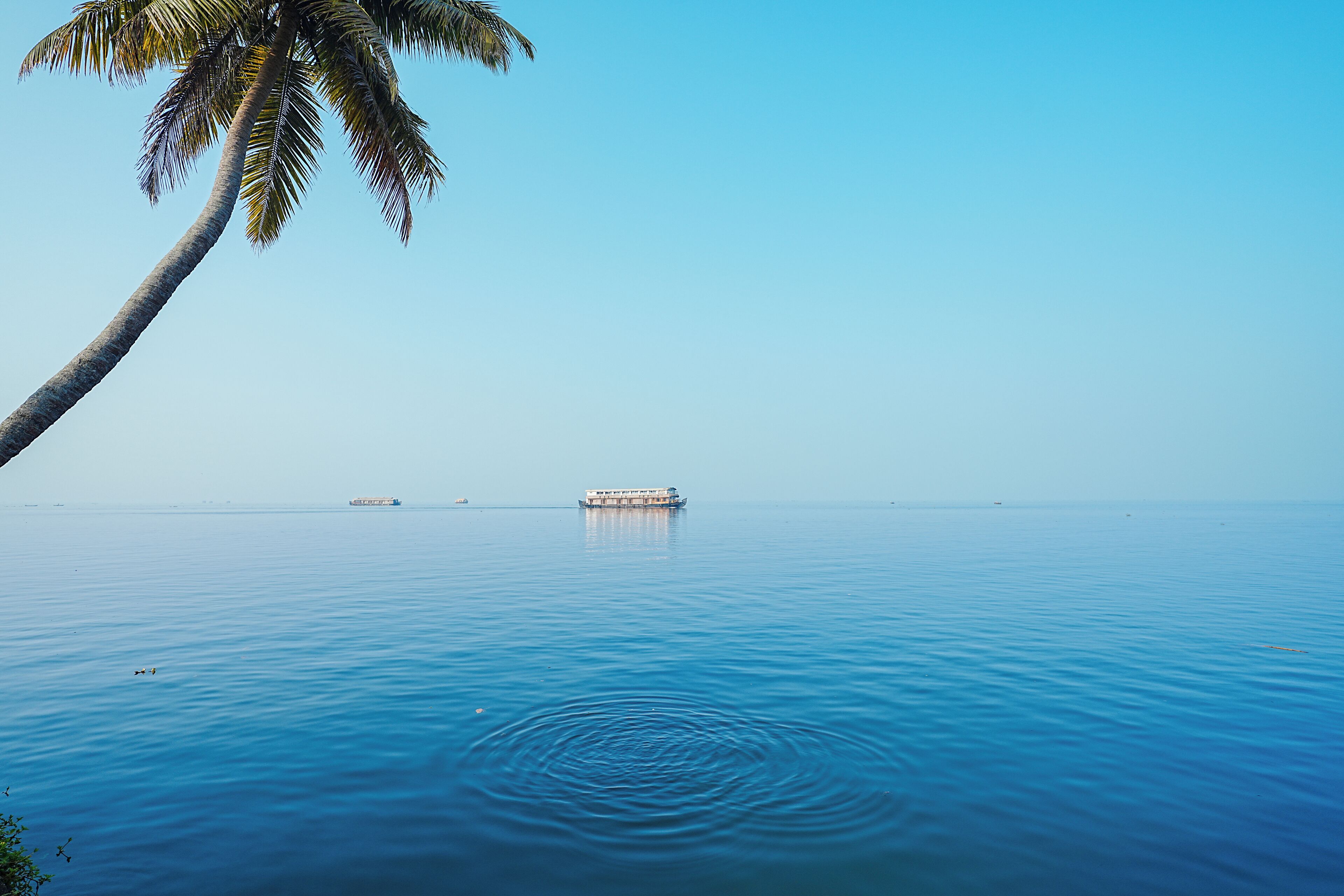 A calm sea with a boat and a palm tree.