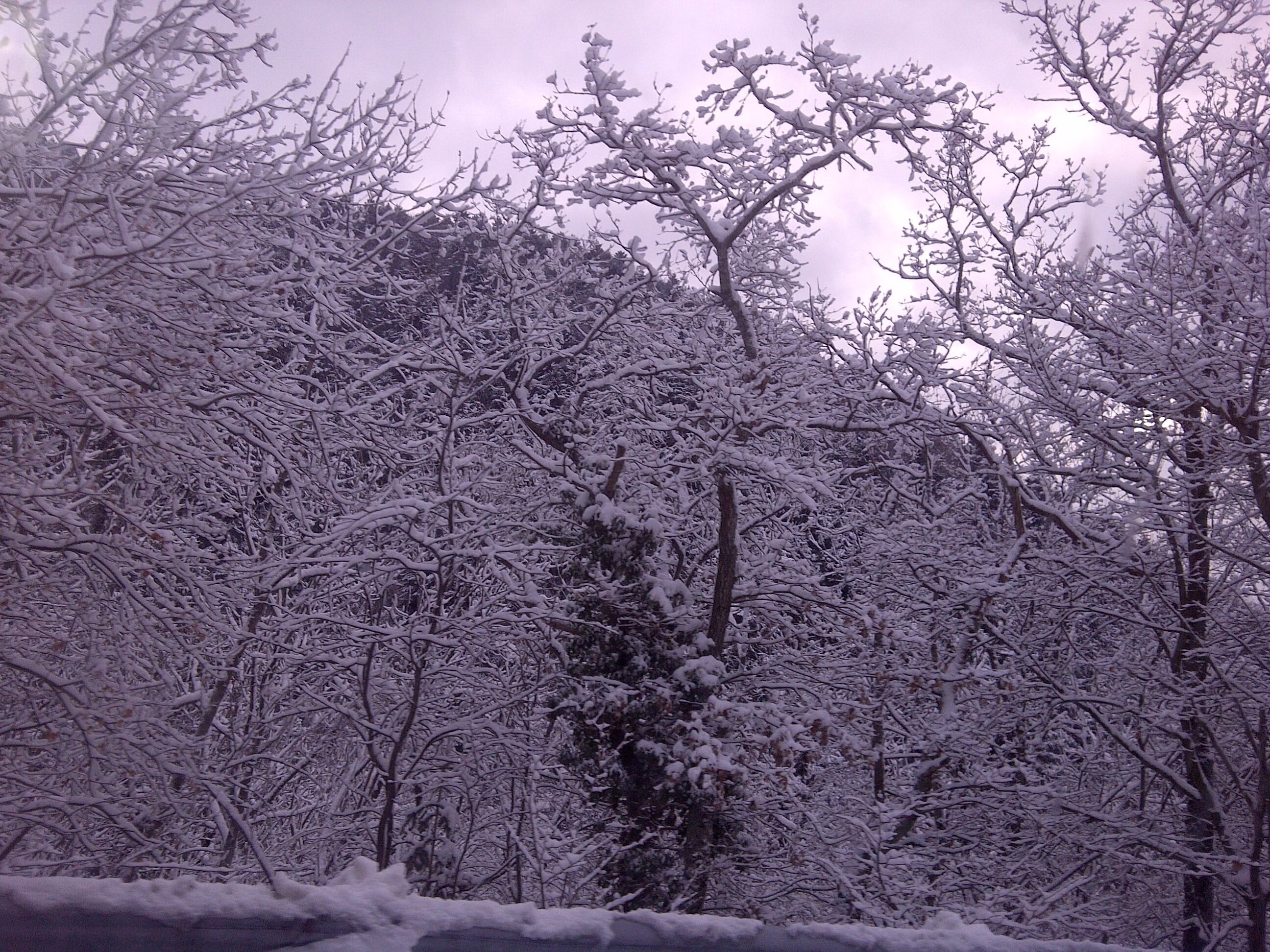 A dense forest of snow-covered trees.