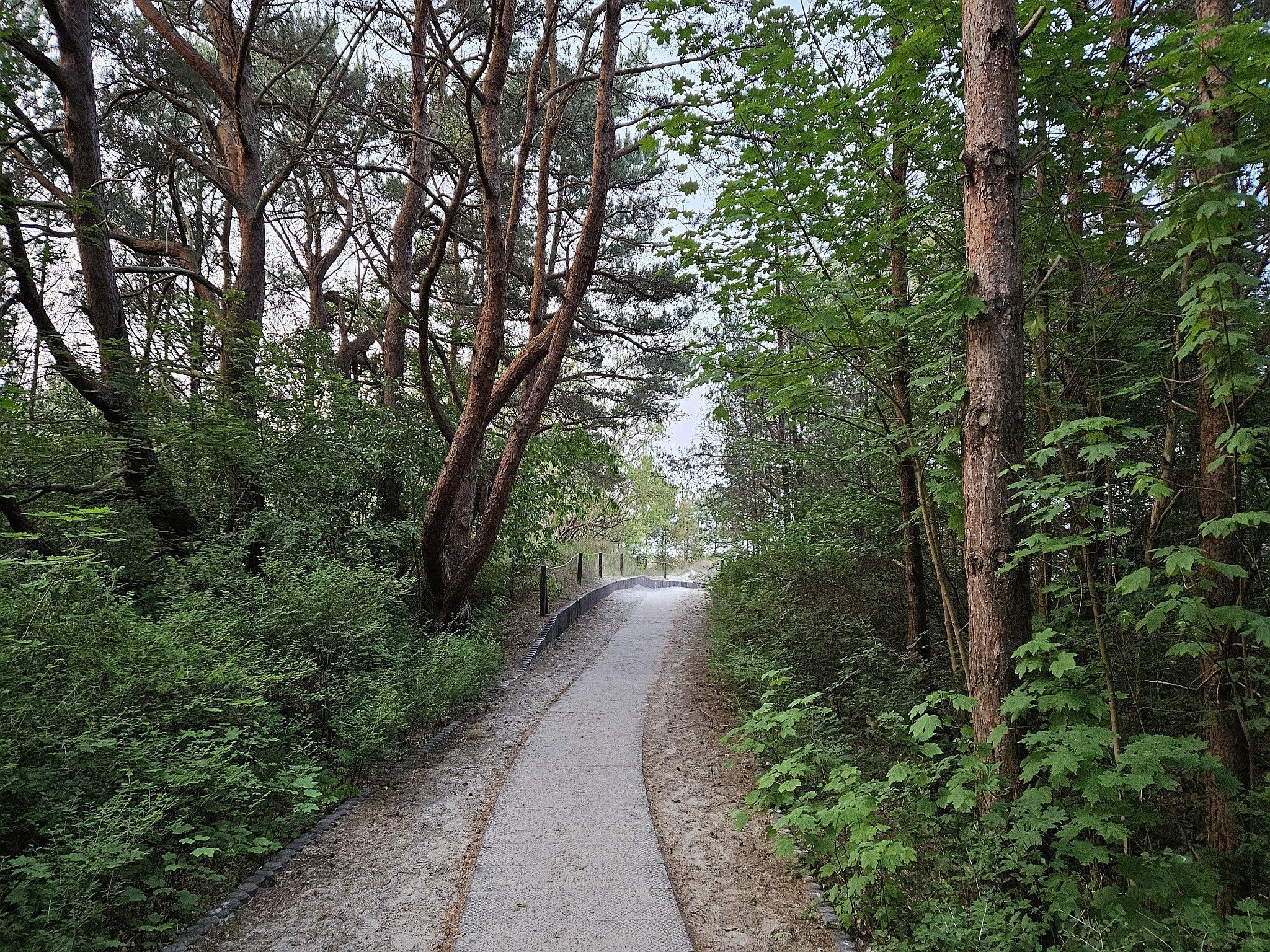 A narrow, unpaved road surrounded by dense forest.
