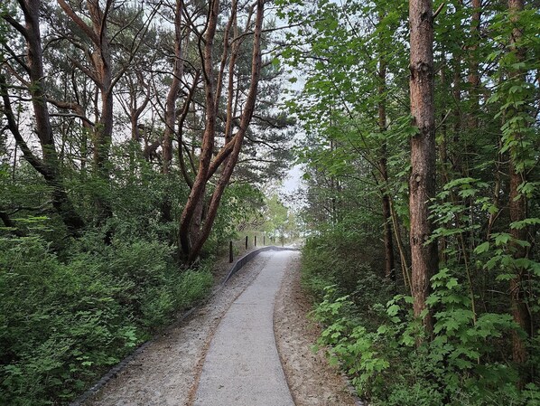 Un camino estrecho y sin asfaltar rodeado de un bosque denso.