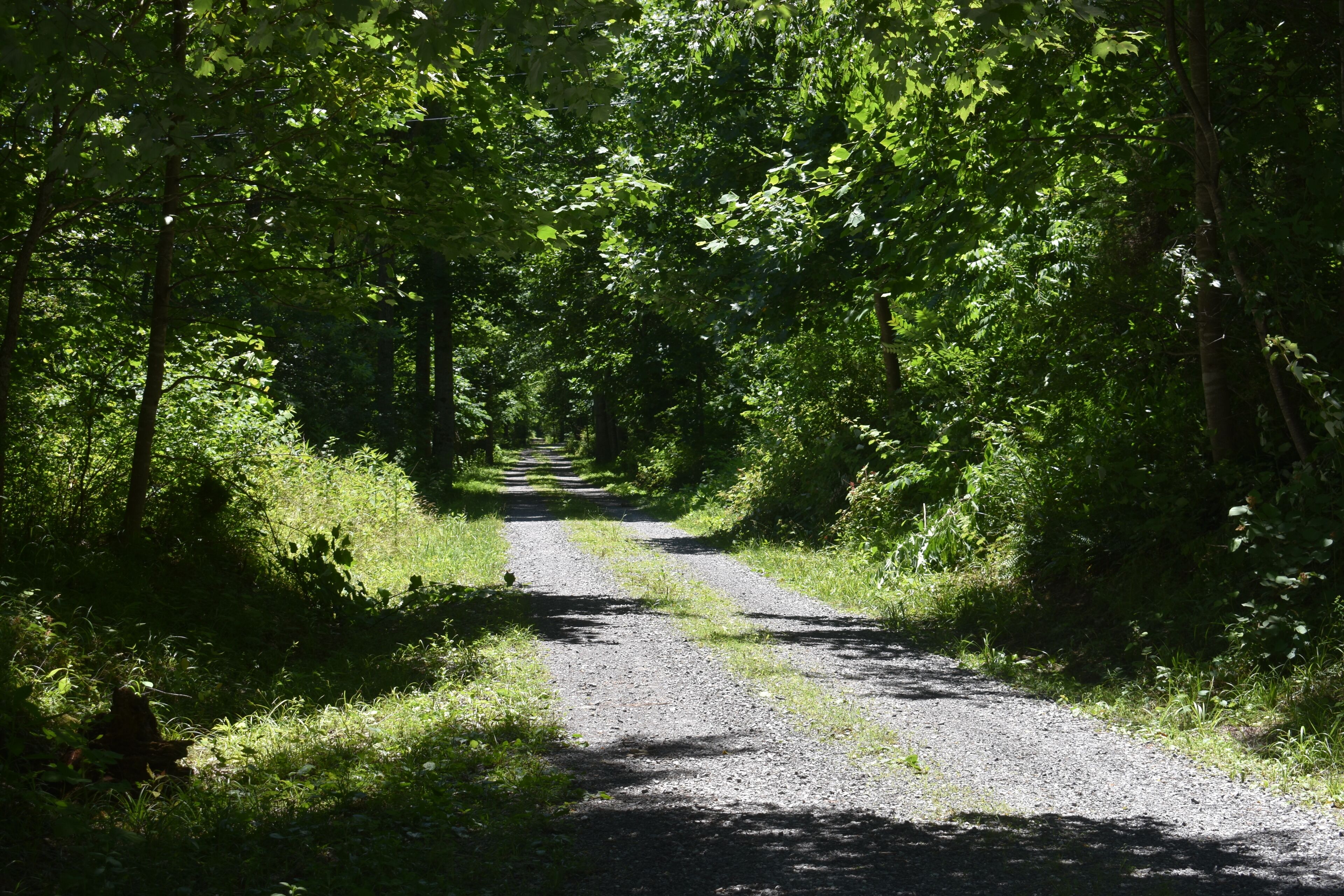 Un chemin de gravier bordé d’un feuillage verdoyant et dense.