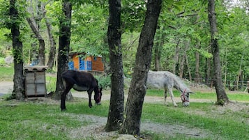 Udendørs pool, opvarmet pool