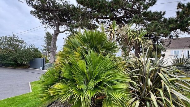 A landscaped garden with a variety of plants, including palm trees and a large tree with a thick trunk.