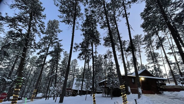 Un bosque nevado con altos pinos y una cabaña.