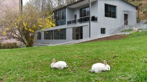 Duas coelhos brancos numa relva com um edifício moderno de dois andares, com grandes janelas e uma escadaria que dá para o andar superior.