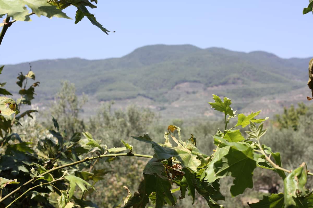 Vista a la montaña