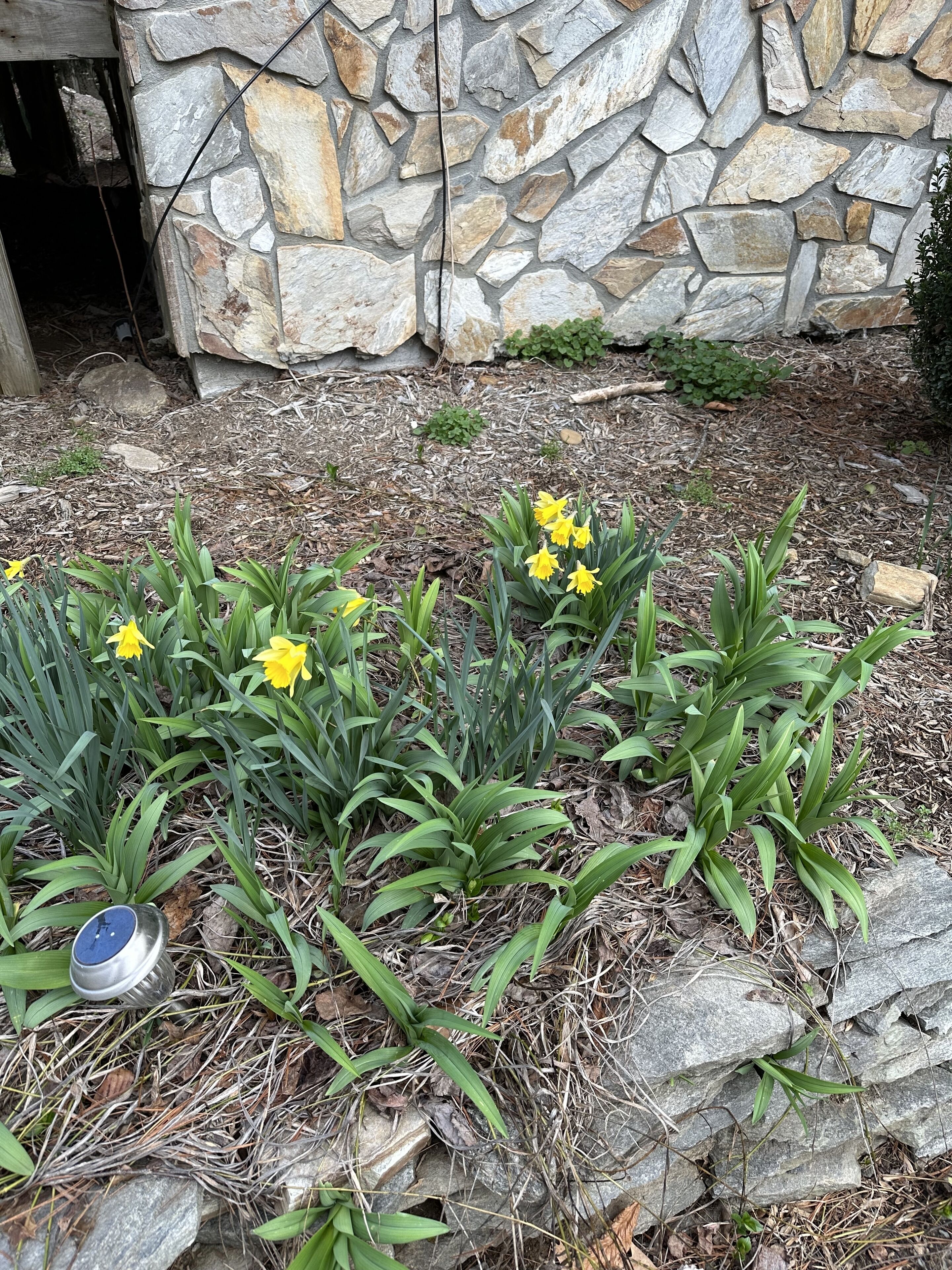 Ein Garten mit gelben Blüten und grünem Laub vor einer Steinmauer.