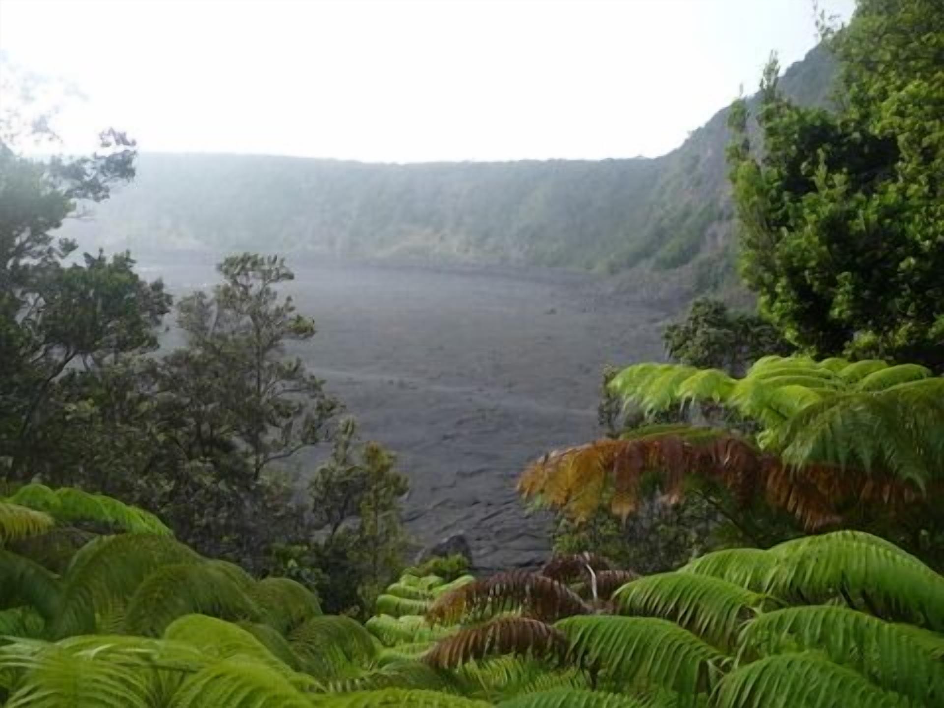 A lush green landscape with dense foliage and a large body of water.