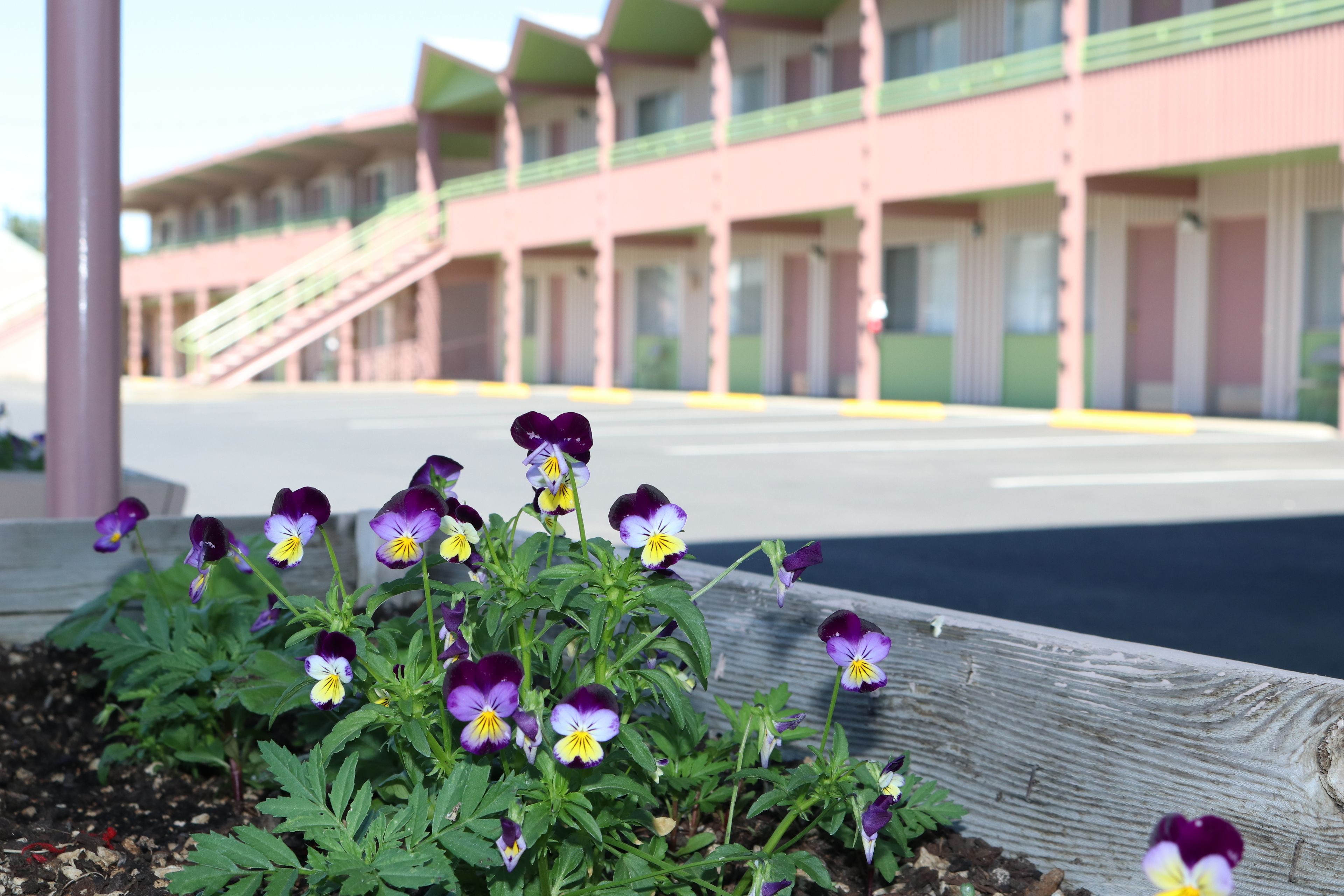A building with a green and pink facade, a wooden fence, and a flower bed with purple and yellow flowers.