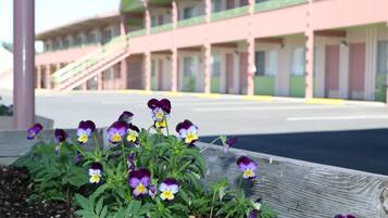 A building with a green and pink facade, a wooden fence, and a flower bed with purple and yellow flowers.