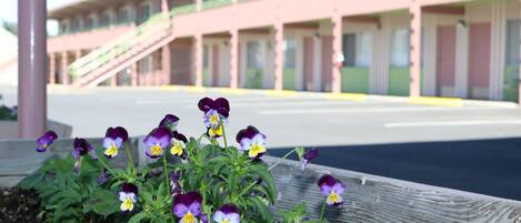 A building with a green and pink facade, a wooden fence, and a flower bed with purple and yellow flowers.