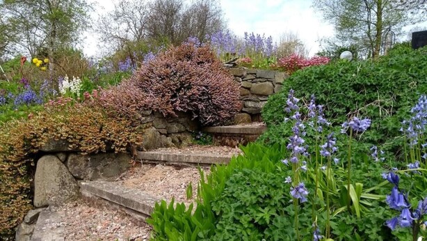 A garden with a stone staircase surrounded by various plants and flowers. - Ashside Cottage,  Royal Hillsborough, Belfast (Lisburn)