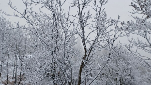 A snow-covered landscape with bare trees and a wooden fence. - Central vacation apartment, barrier-free access, please contact us (Braunlage)