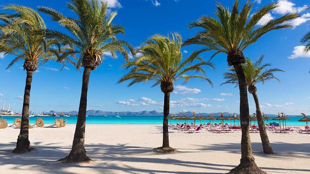 Une plage bordée de palmiers, un rivage sablonneux et un ciel bleu azur.
