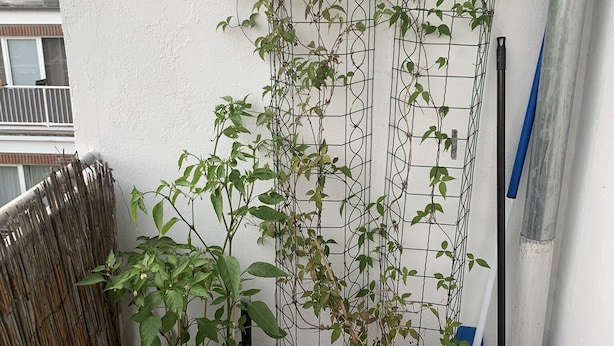 Due piante in vaso su un balcone con una rastrelliera metallica, una scopa e un cestino.