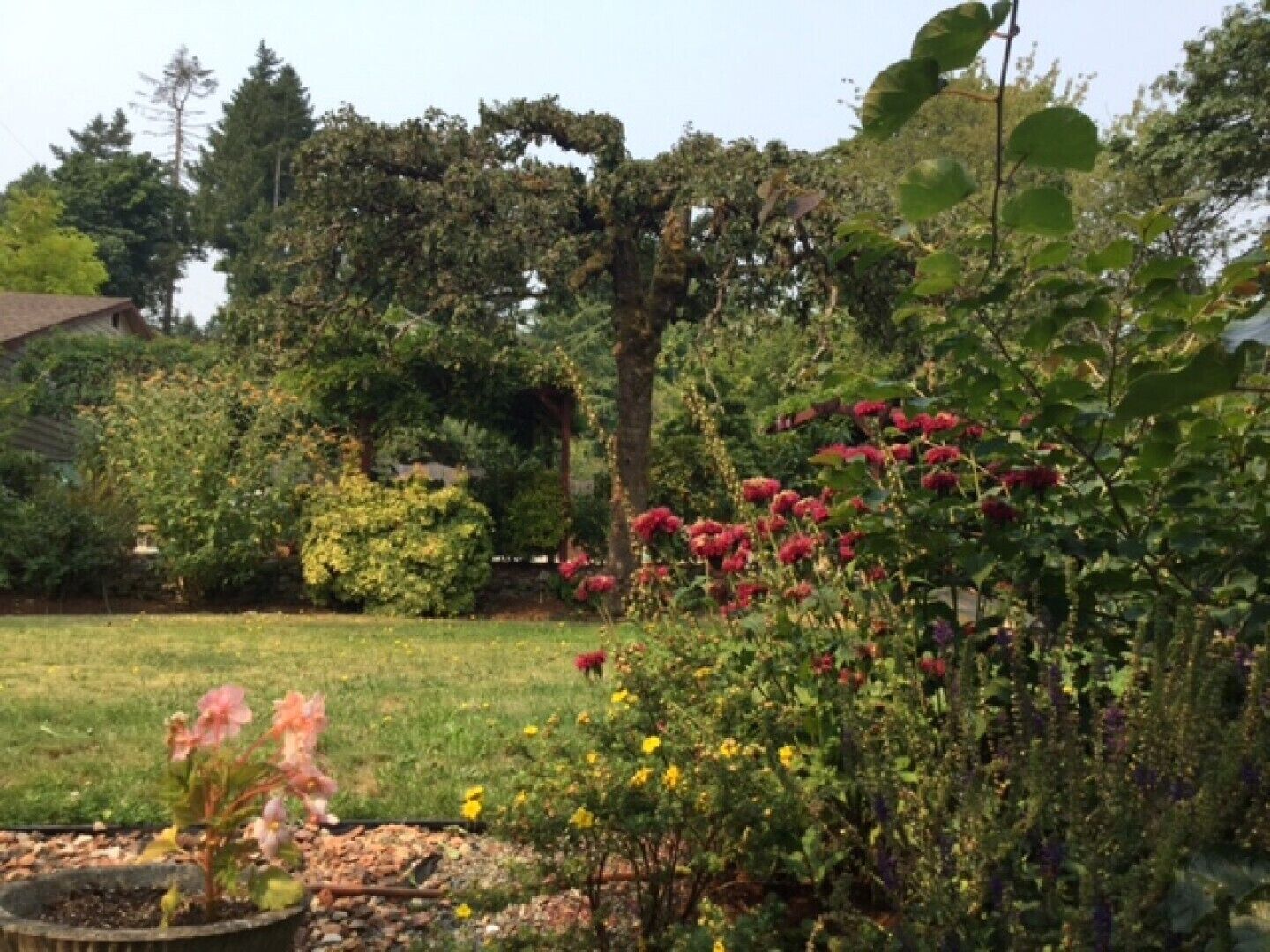 A garden with various plants and flowers, a lawn, and trees in the background.
