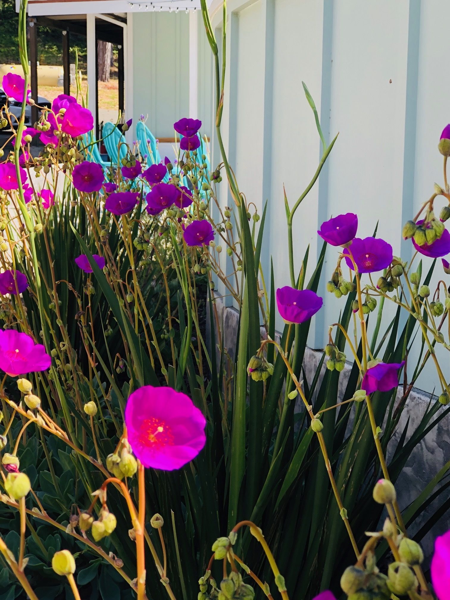 A garden with purple flowers and green foliage.