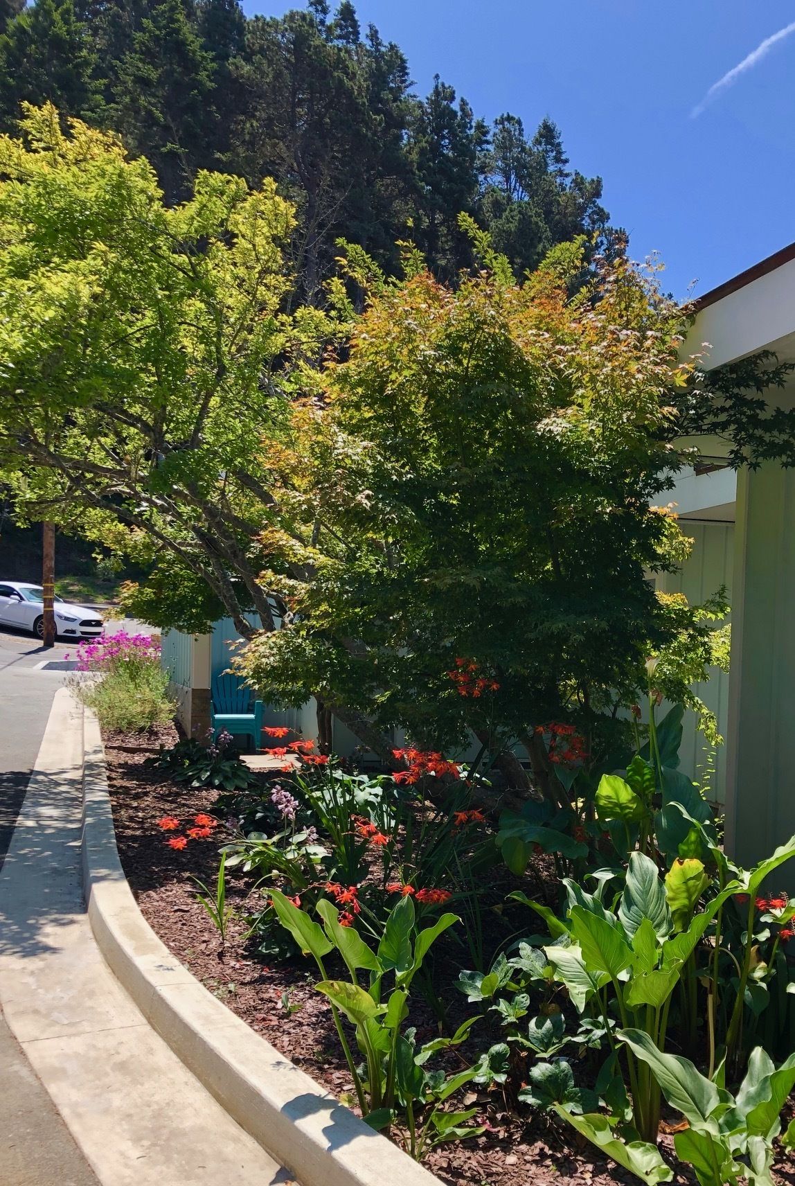 Un jardín ajardinado con diversas plantas y flores, una silla azul y un coche blanco estacionado en la calle.