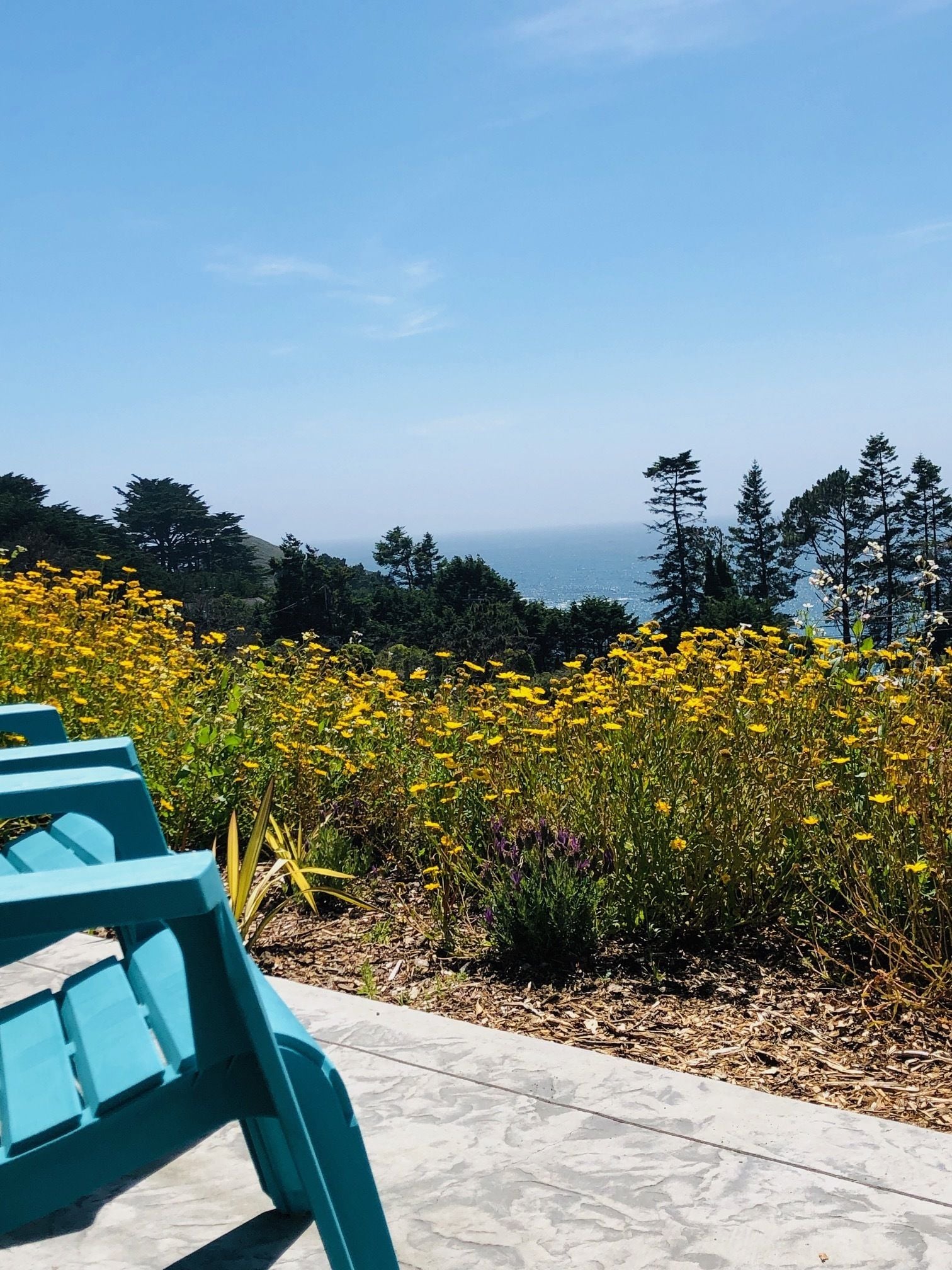 Eine Bank mit Blick auf ein Feld voller gelber Blumen und den Ozean.