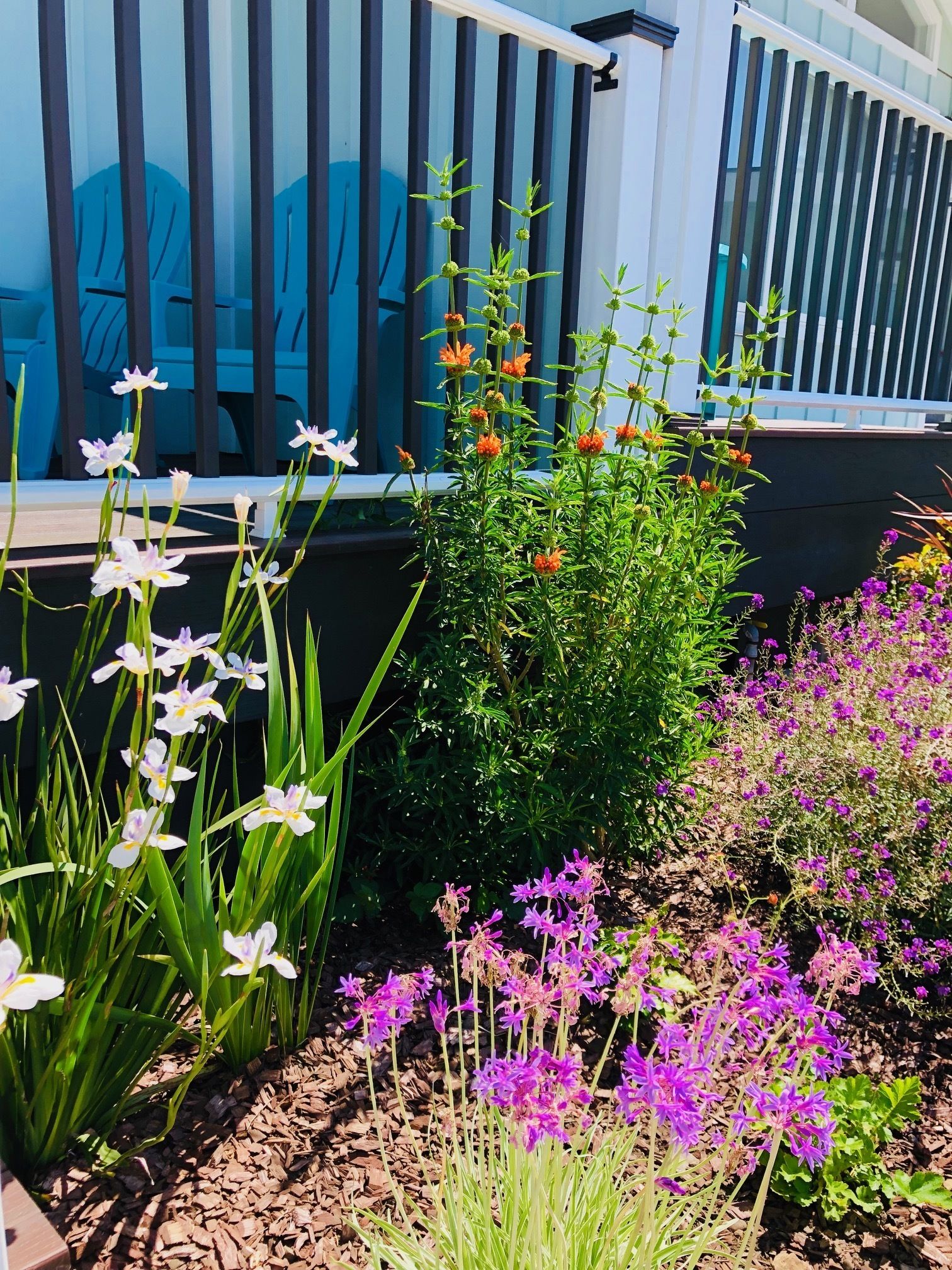 Um jardim com diversas plantas e flores, incluindo flores roxas e brancas, e um corrimão branco ao fundo.