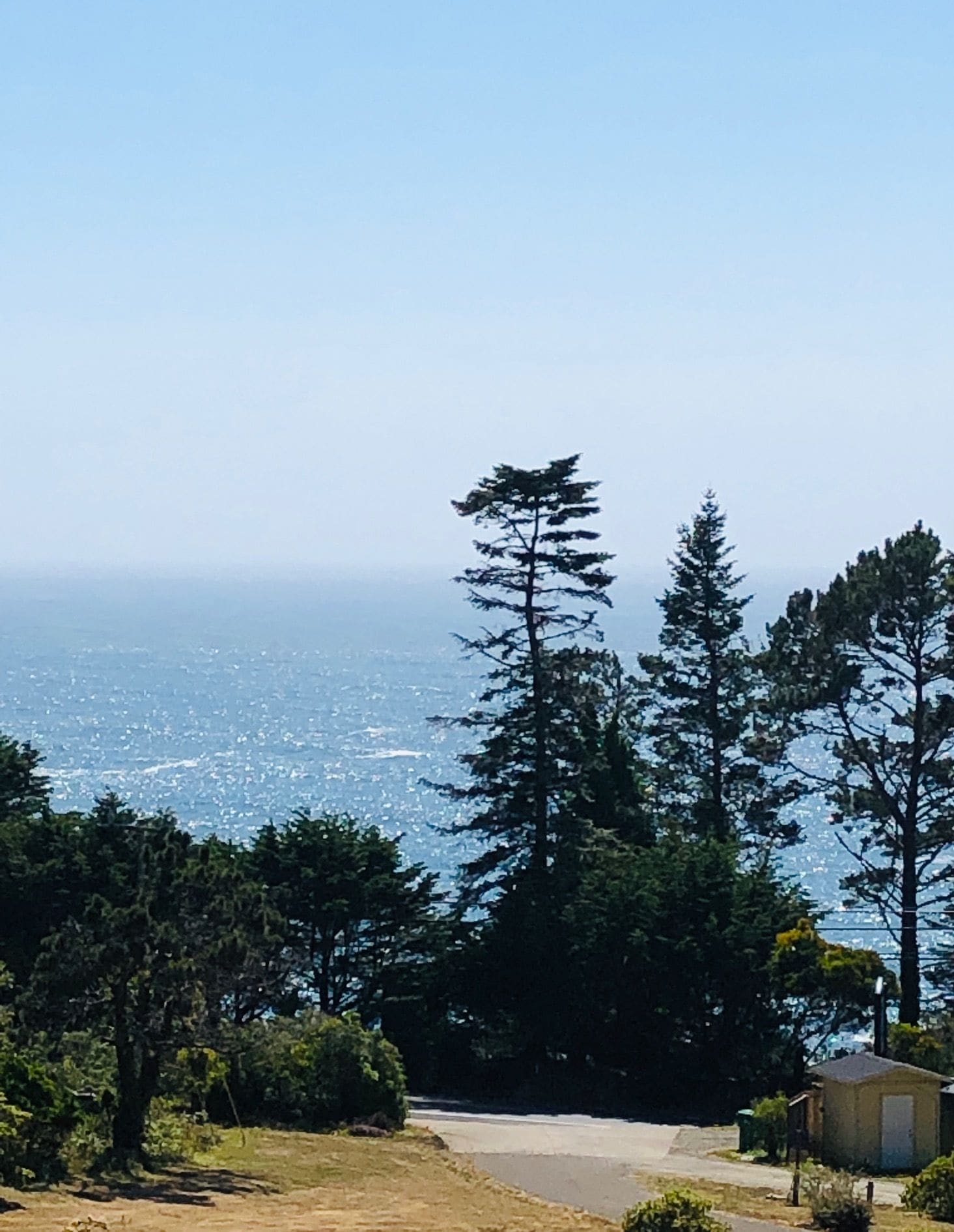A view of a coastal area with tall trees and a clear sky.