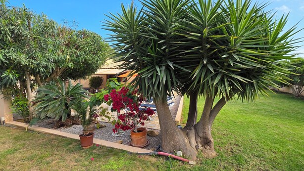 Un jardí amb diverses plantes en testos i un gran arbre.