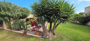 A garden with various potted plants and a large tree. - House, Holiday home, Chalet 300 m from Son Moll beach (Cala Ratjada) (Cala Rajada)