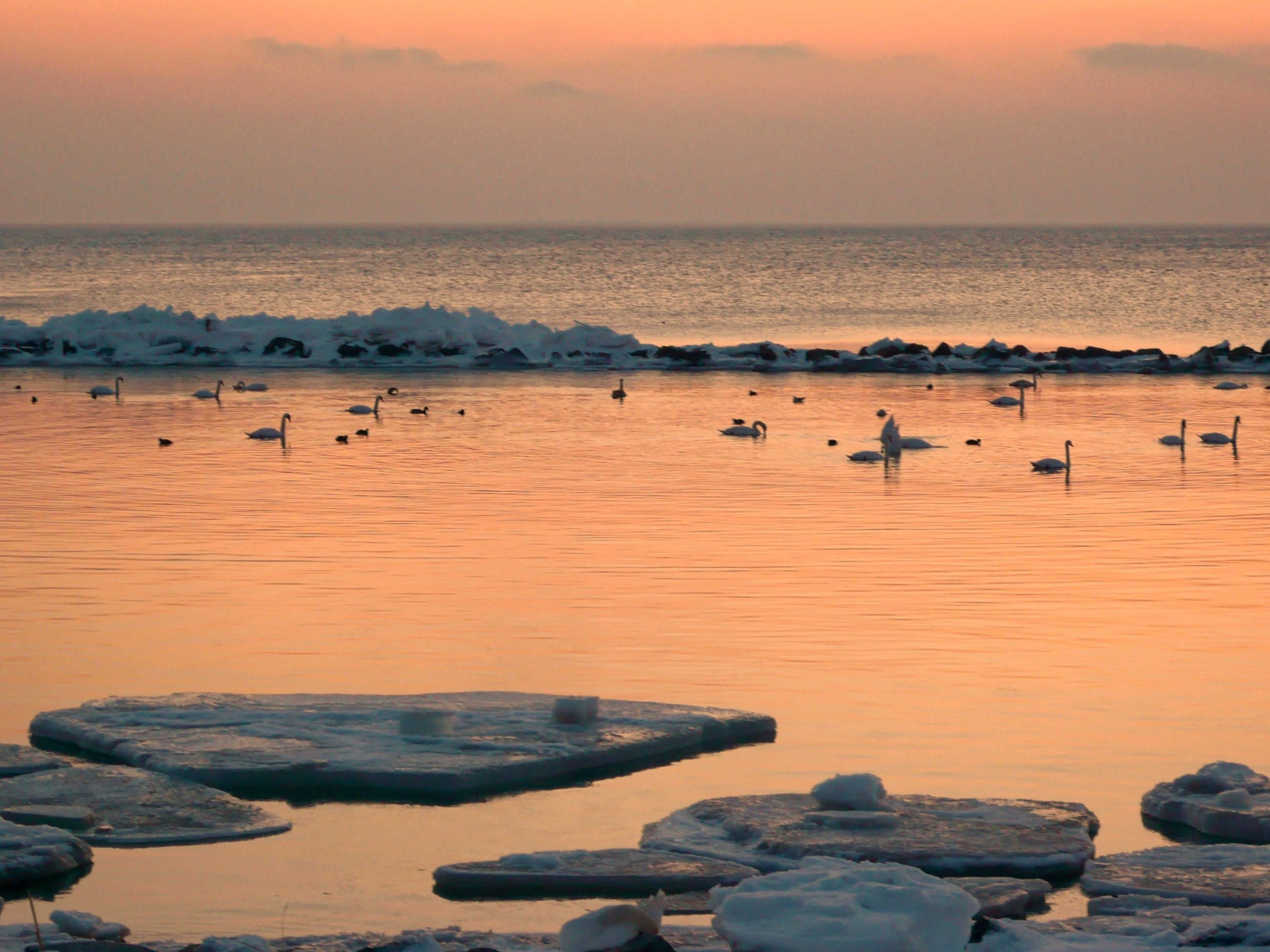 A sunset view over a body of water with ice formations and swans.