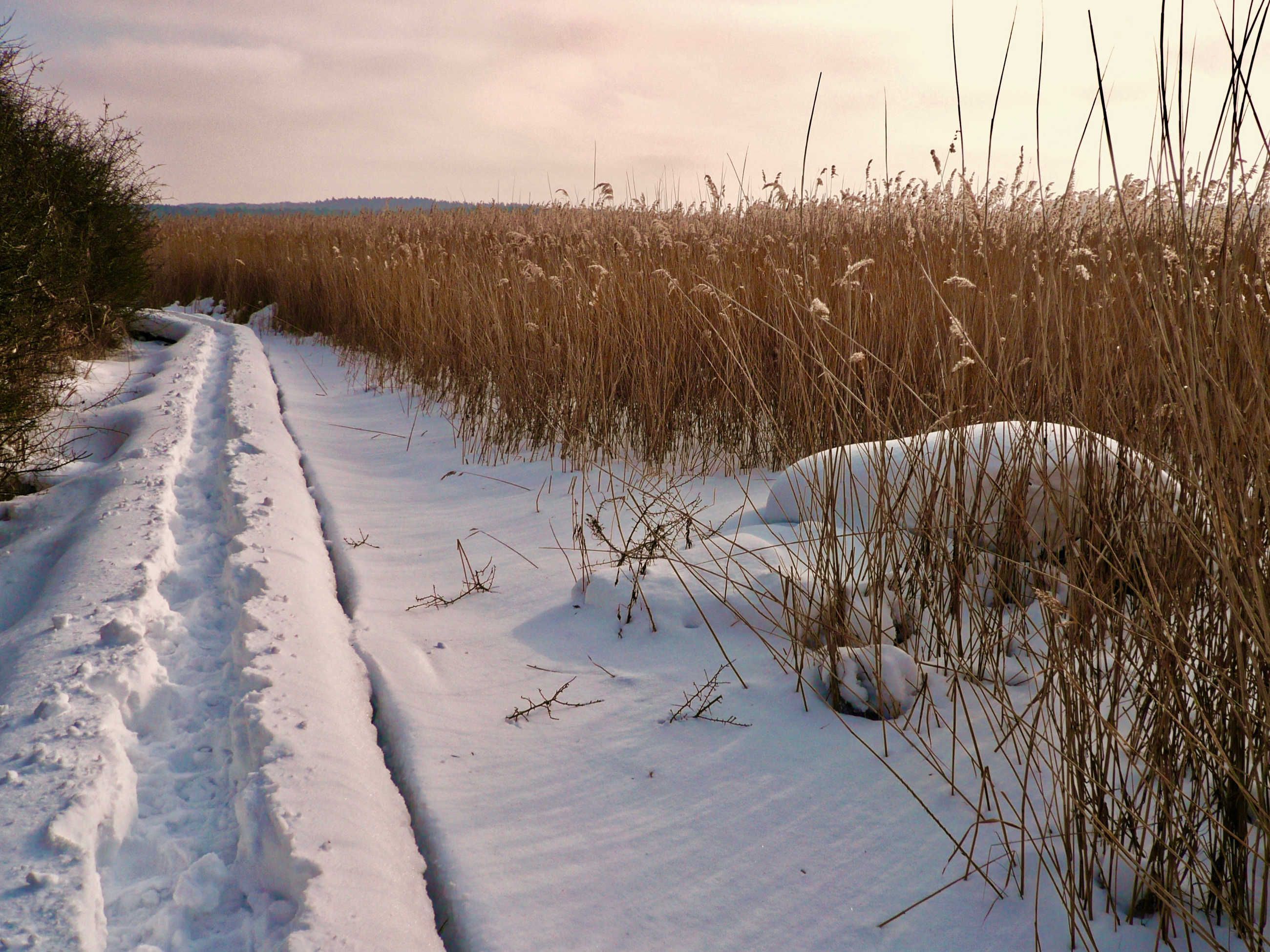 A snow-covered path with tall grass on either side.