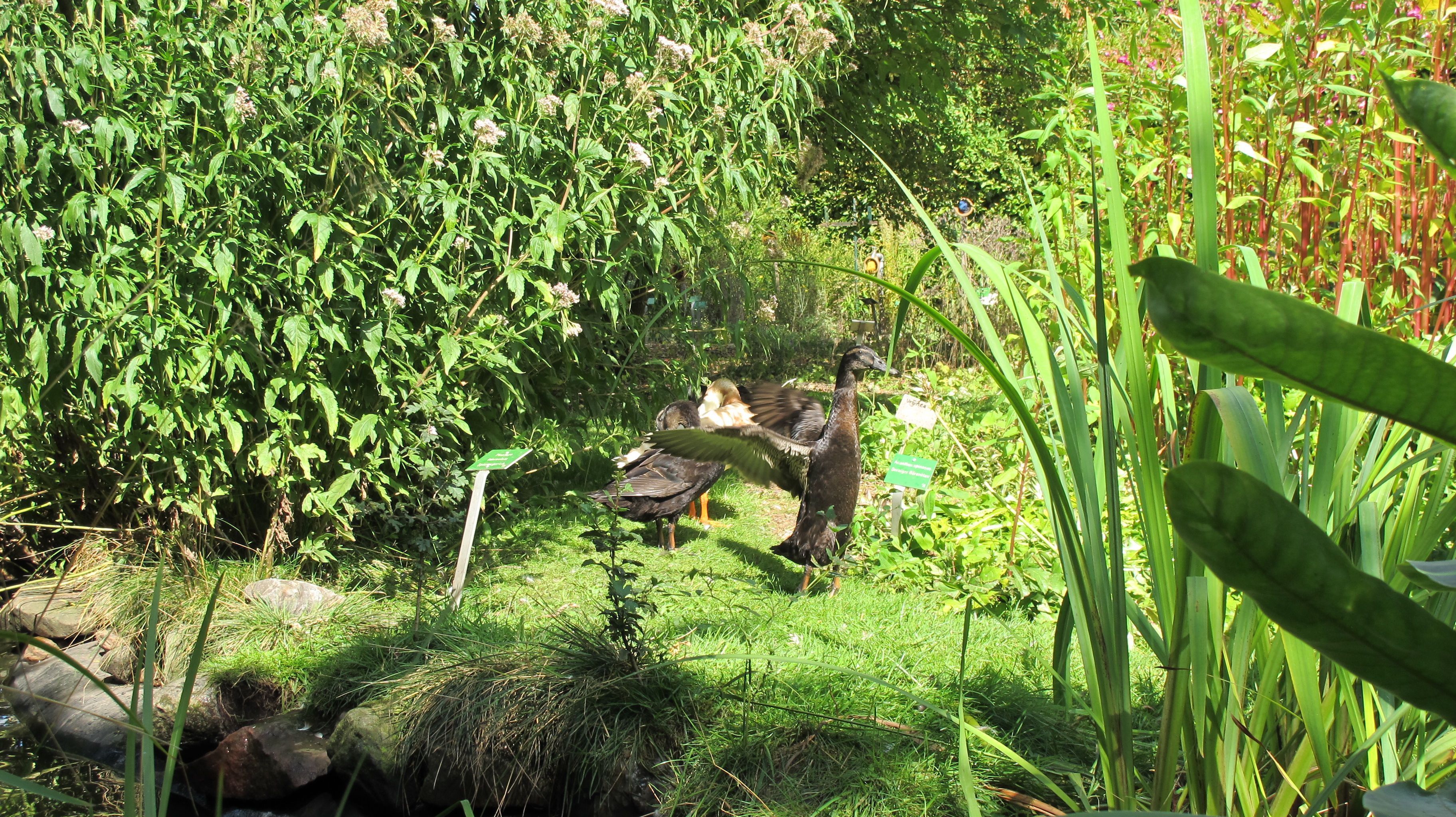 A natural outdoor area with dense vegetation and a small stream.