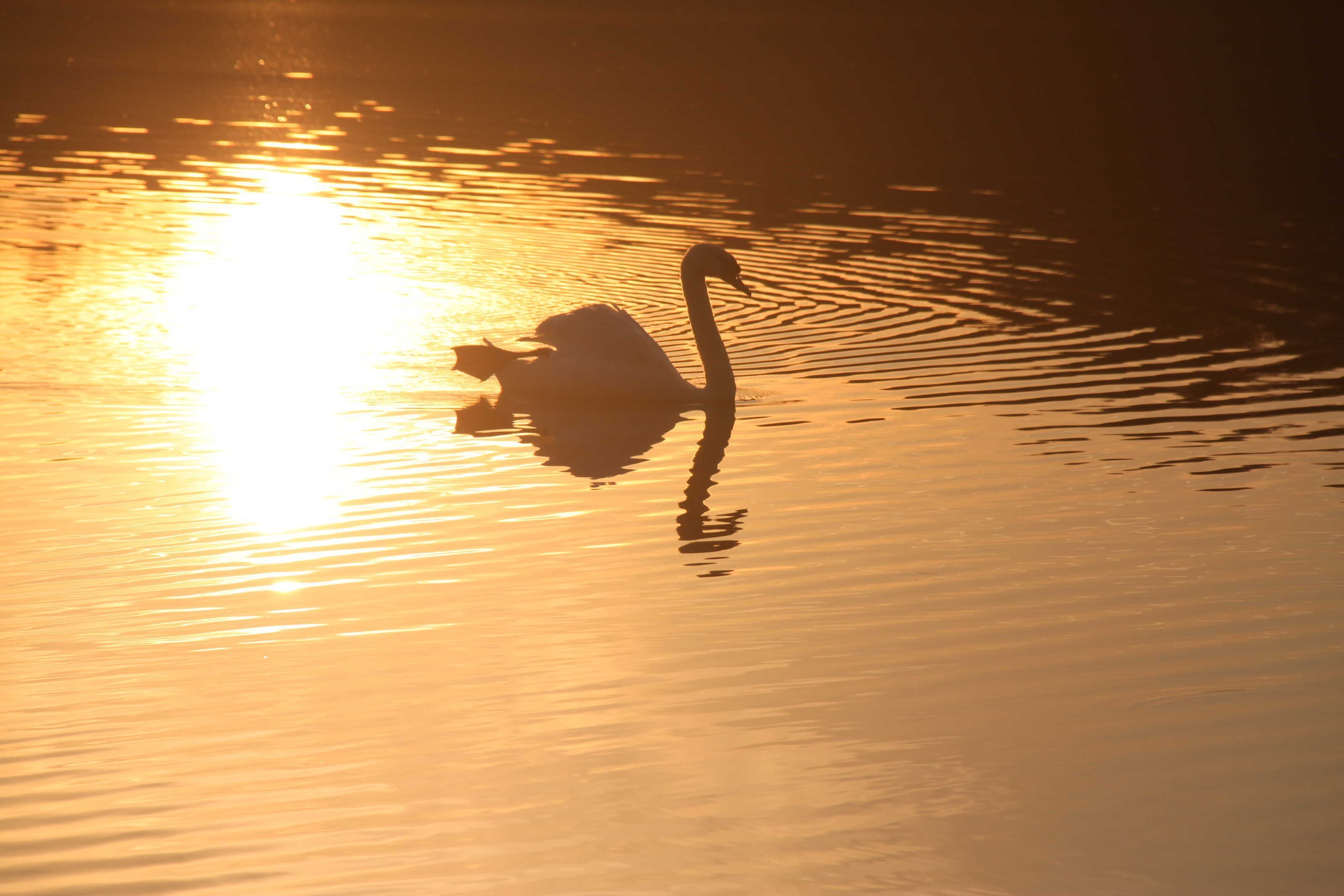 Un cisne nada en aguas tranquilas con el reflejo del sol.