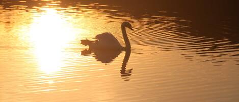 Un cisne nada en aguas tranquilas con el reflejo del sol.