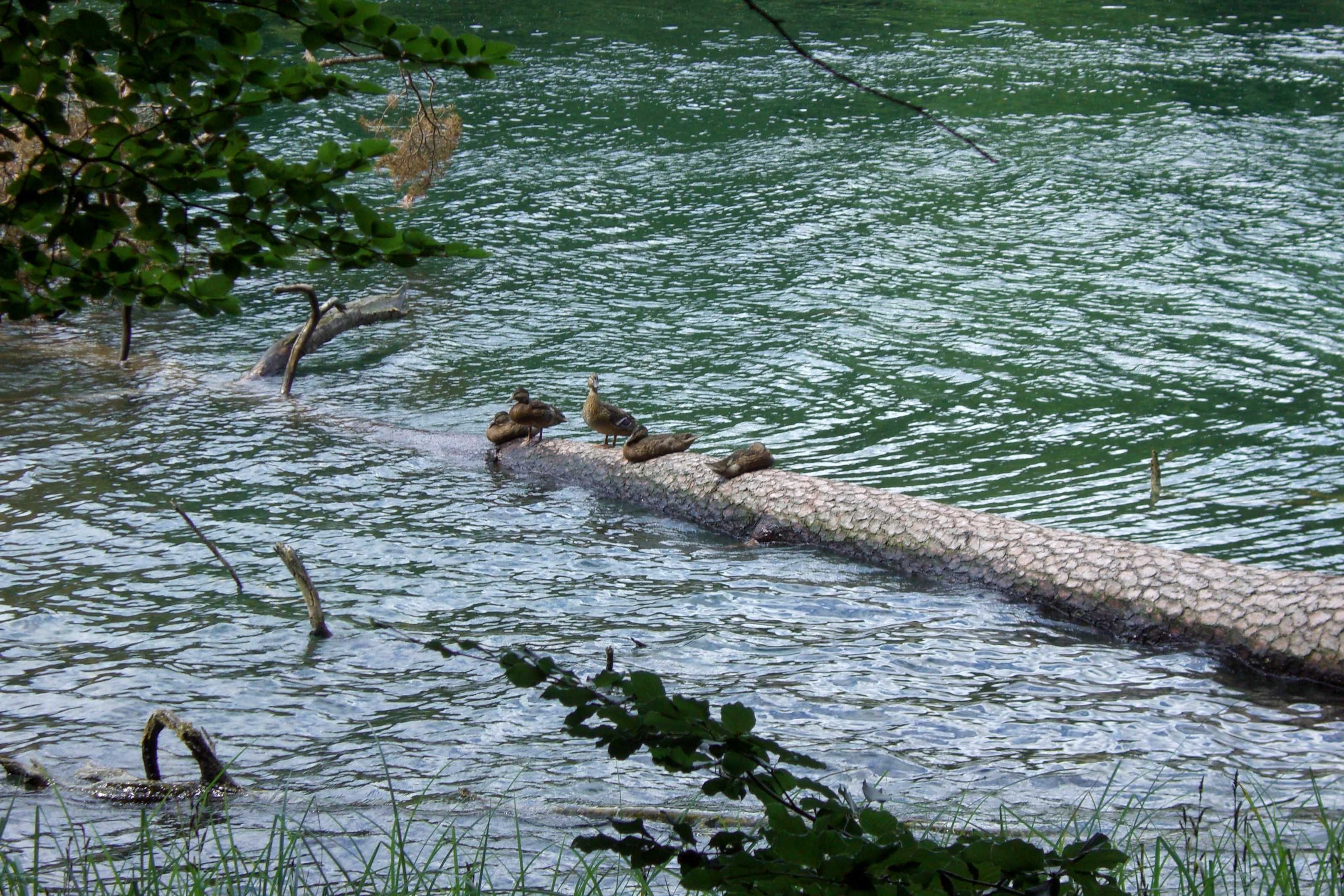 A riverbank with a fallen tree trunk partially submerged in water, surrounded by greenery.