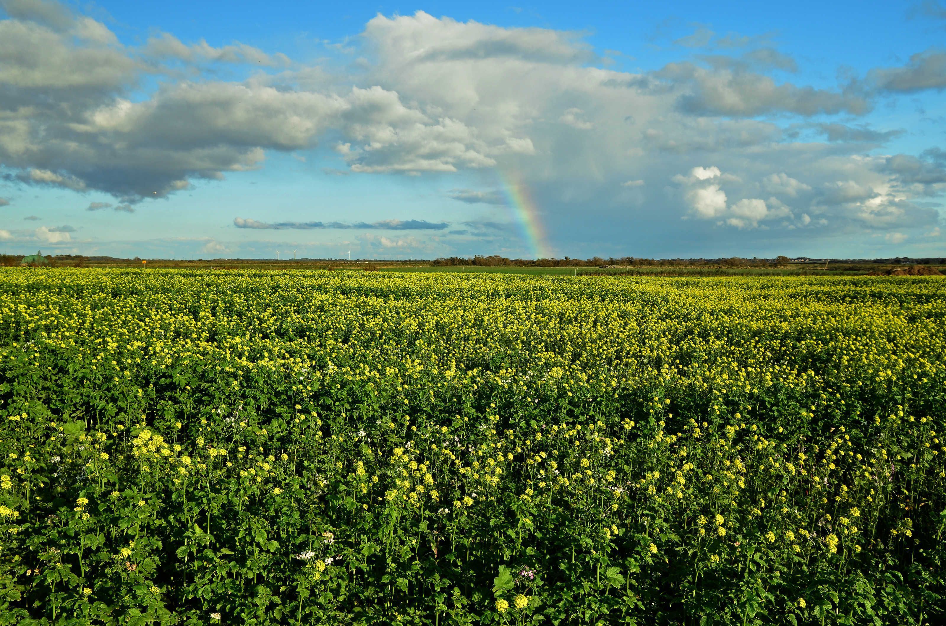 A vast field of yellow flowers under a cloudy sky with a rainbow.
