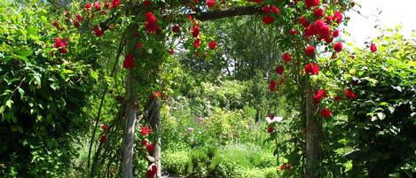 Un sendero de jardín con un arco de madera cubierto de flores rojas.